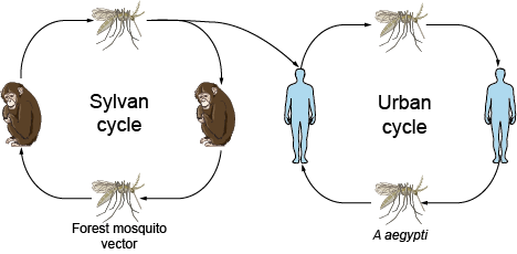 Transmission cycles of yellow fever